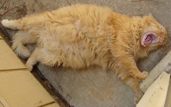 Tig lying in 100 degree heat
