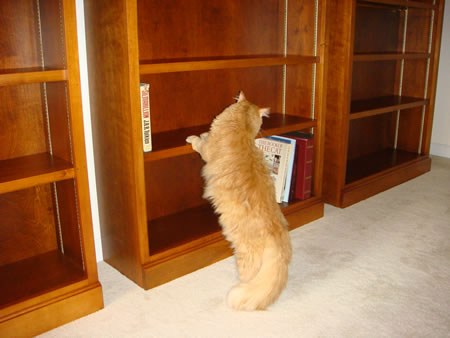 Tig checking out the new bookcases