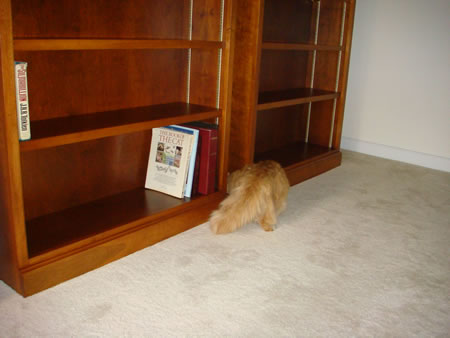 Tig checking out the new bookcases