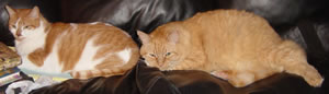 Tig and Gracie on the sofa