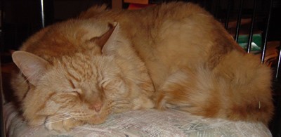 Tig sleeps on a chair