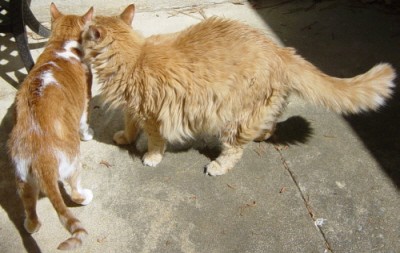 Tig and Gracie conspire