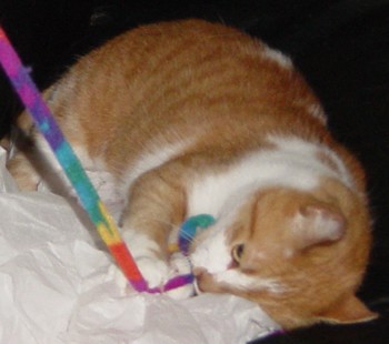 Gracie playing with her ribbon toy