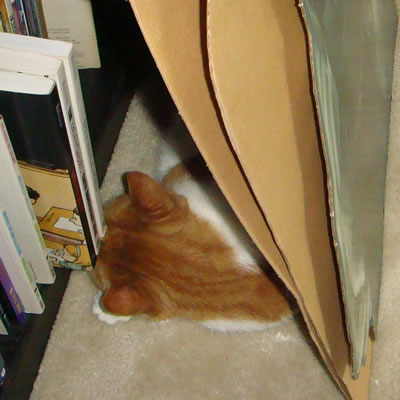 Gracie in front of the bookcase