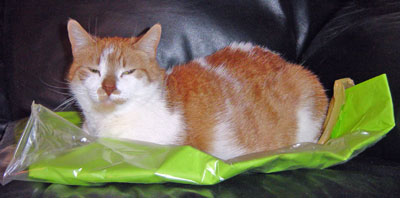 Gracie's orange, black sofa, green tissue paper