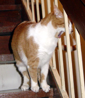 Gracie yawning on staircase