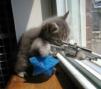 Kitten with rifle