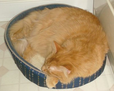 Tig in his cat bed