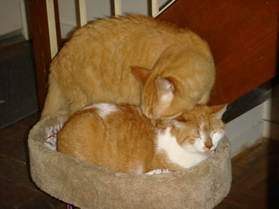 Tig and Gracie in the new kitty condo