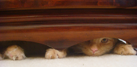 Tigger peeking out from under the bureau