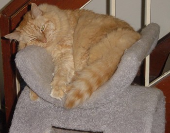 Tig mellowing out on the kitty condo