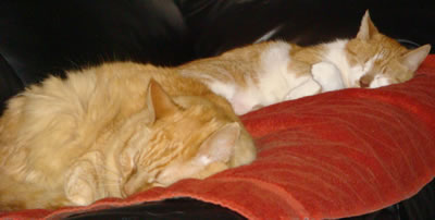 Tig and Gracie asleep on the sofa