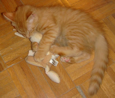 Tig and his bunny