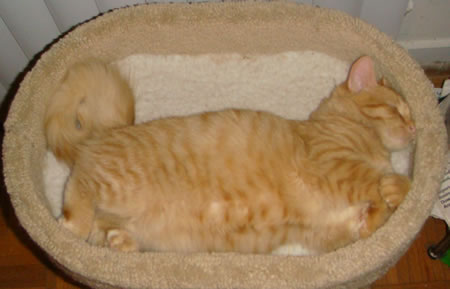 Tig in the kitty condo in July