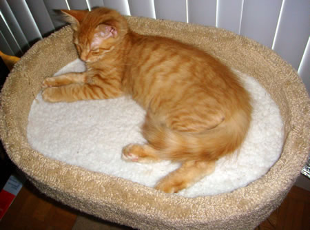 Tig in the kitty condo in June