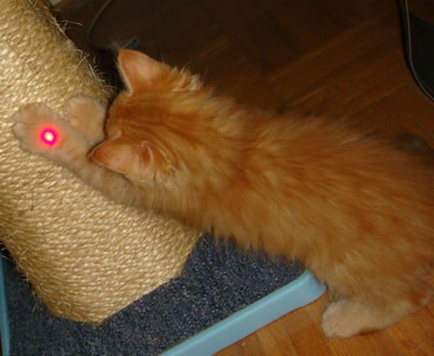 Tig and the laser pointer