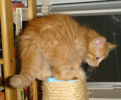 Tig on his scratching post