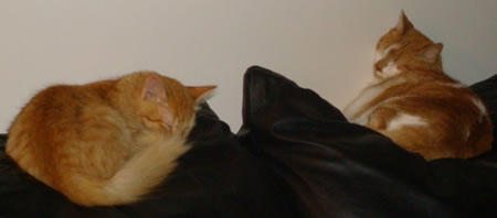 Tig and Gracie asleep on the sofar
