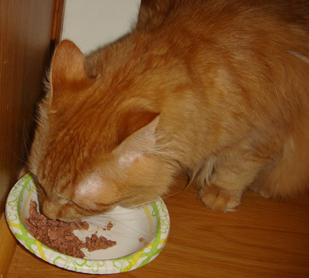 Tig eating his birthday treat