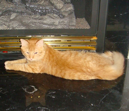 Tig in front of the fireplace