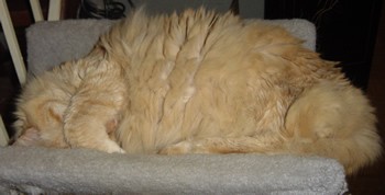 Tig relaxing on the kitty condo