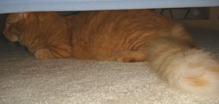Tig under the bed