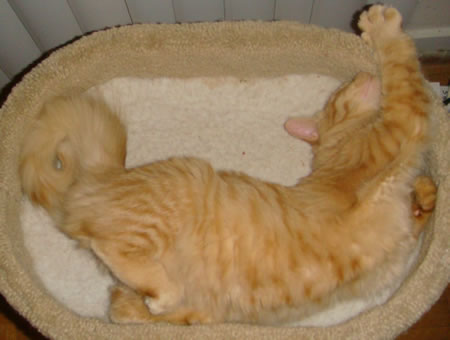 Tig and his curly tail