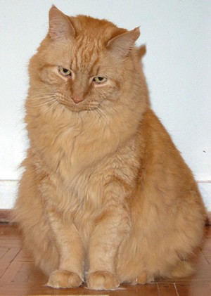 Tig waiting at the top of the stairs