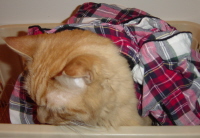 Tig in the clothes basket