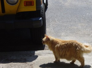 Tig thinking about heading under my Jeep