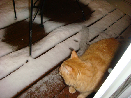 Tig's first snow