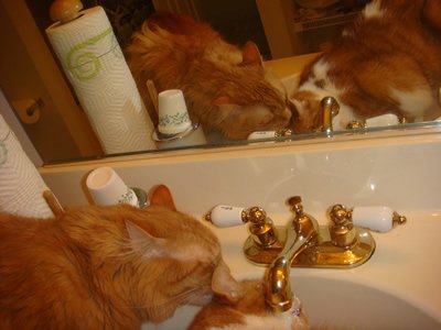 Gracie and Tig drinking from the sink