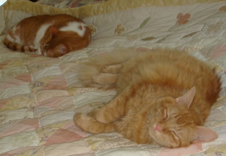 Tig joins Gracie on the bed