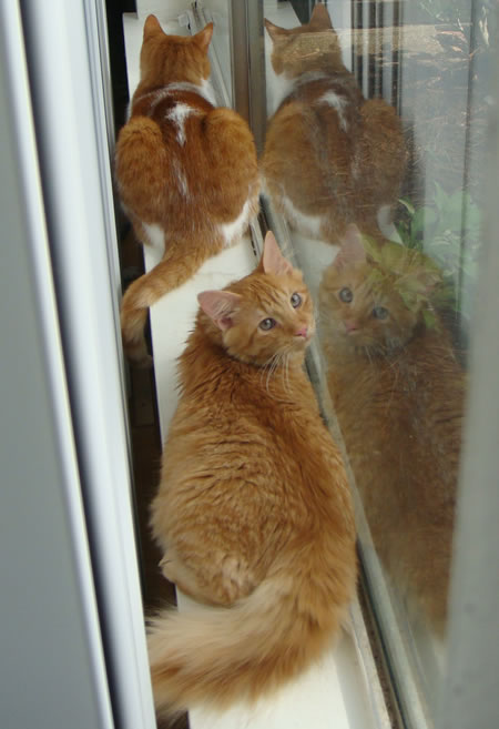 Tig and Gracie in the window